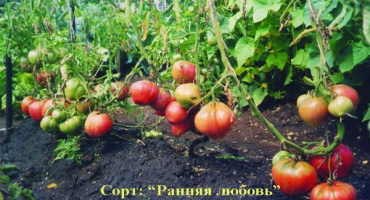 Charakteristika odrůdy rajčat raná láska, její výnos